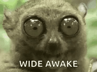 Tarsier Wide Eyes Im Wide Awake GIF