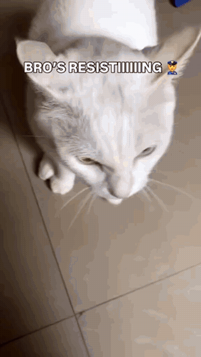 Taser Cat Resist Cat GIF