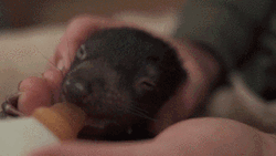 Tasmanian Devil Drinking Milk GIF