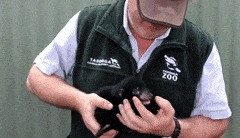 Tasmanian Devil Held By Human GIF