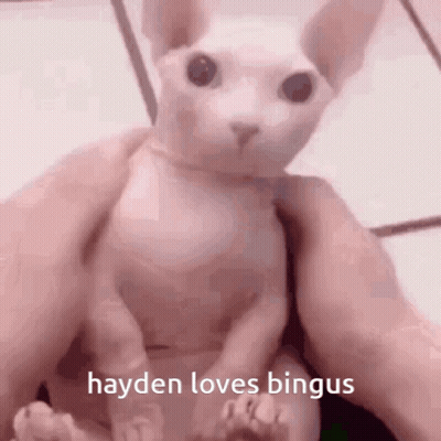 Taylor Swift Have A Great Day Hayden GIF