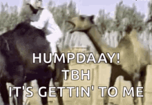 Tbh Hump Day Camel Getting To Me GIF