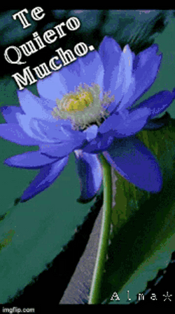 Te Quiero Mucho Beautiful Flowers Showcase GIF