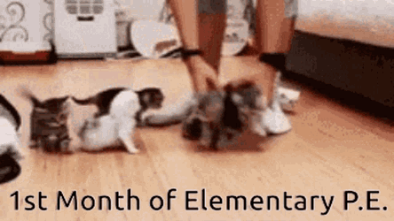 Teacher Pe GIF