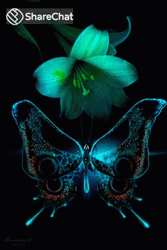Teal Flower And Butterfly