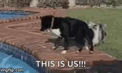 Team Building 2 Dogs Teamwork GIF