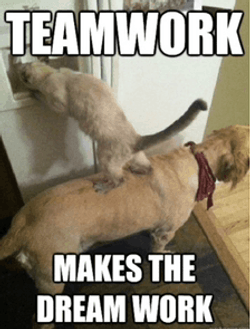 Team Building Cat And Dog Teamwork GIF