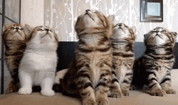 Teamwork Dreamteam Cats GIF