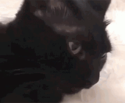 Teasing Black Cat Tongue Out GIF