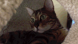Teasing Cat Animal Annoyed Attack GIF
