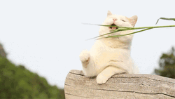 Teasing Cute Cat Grass Food GIF