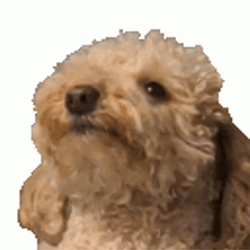 Teasing Dog Laughing GIF