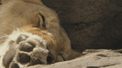 Teasing Lizard Sleeping Lion GIF