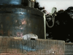 Teasing Train Classic Movie GIF