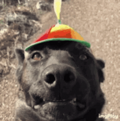 Teddy Bear In Sombrero Holding Taco And Wine GIF