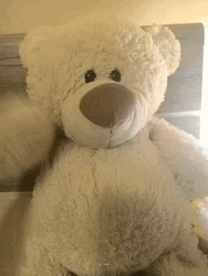 Teddy Bear GIF