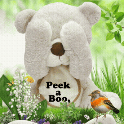 Teddy Bear Peek A Boo GIF