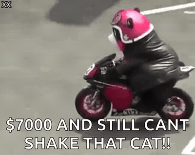Teddy Bear Riding Motorcycle On Street GIF
