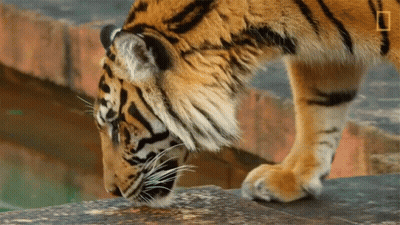Teddy Bear Running With Toast GIF