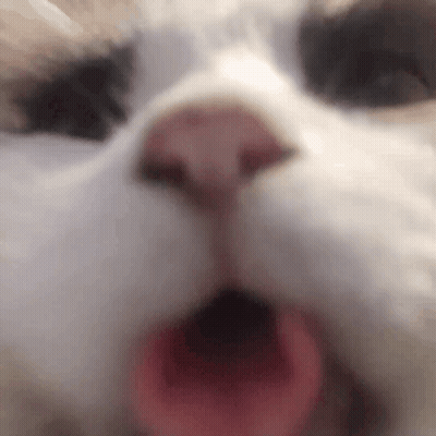 Teddy Bear Says I'm Always Here For You GIF