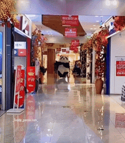 Teddy Panda Walking In Store GIF