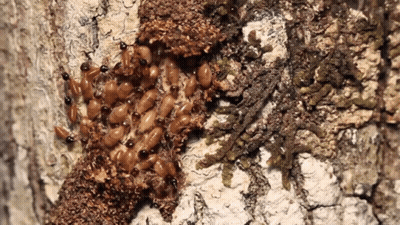 Termites Crawling On Rock GIF