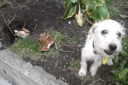 Terrier Dog Licking Camera GIF