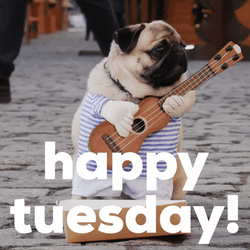 Terrific Tuesday Cute Pug Holding Guitar GIF