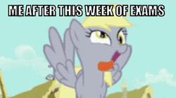 Test Day Frantic Derpy Hooves GIF