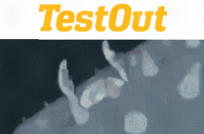 Testout Logo With Bug GIF
