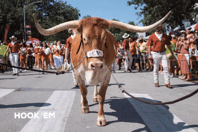 Texas Longhorn Walking Down Street With People Behind GIF