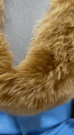 Texas Rangers Mascot Sitting GIF