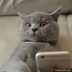 Texting British Shorthair Cat Crying  GIF