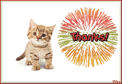 Thank You Cat Fireworks Display GIF