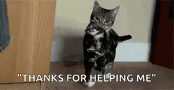 Thank You Cat For Helping Me GIF