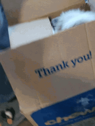 Thank You Cat In Delivery Box GIF