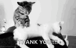 Thank You Cat Massage Time GIF