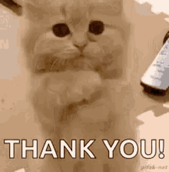 Thank You Cat Praying Pose GIF