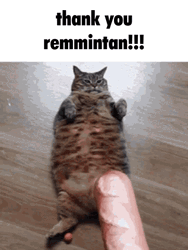 Thank You Cat Remmintan Hotdog GIF
