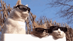 Thank You Cat Shades On GIF