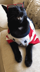 Thank You Cat Sleepy Meow GIF