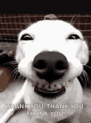 Thank You Funny Dog Teeth GIF