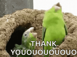 Thank You Funny Parrot Rocking Head GIF