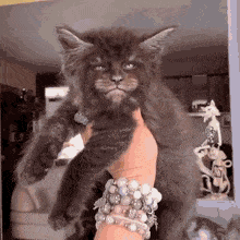 Thanks I Hate It Cat With Man Face GIF