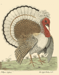 Thanksgiving Ancient Dancing Turkey GIF