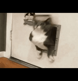 Thanksgiving Cat After Hotpot Food Coma GIF