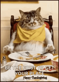 Thanksgiving Cat Be First To Get Plate GIF