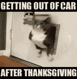 Thanksgiving Cat Getting Out Of Car After Thanksgiving GIF