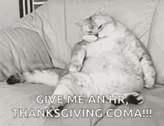 Thanksgiving Cat Give Me An Hour Thanksgiving Coma GIF