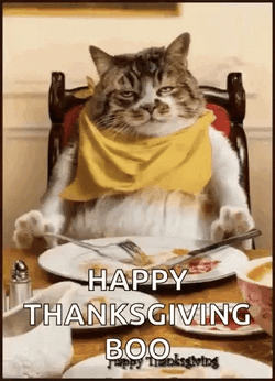 Thanksgiving Cat Happy Thanksgicing Boo GIF